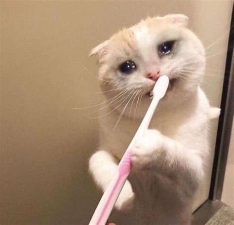 A White Cat Holding A Pink Toothbrush In Its Mouth