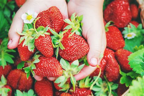 5 Pick Your Own Strawberry Fields To Visit This Summer