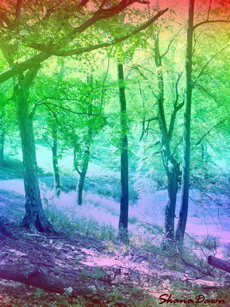Rainbow Forest By Shanadawn On Deviantart