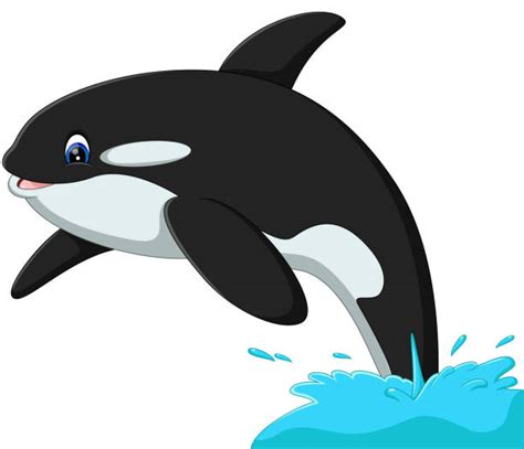 Killer Whale Jumping Out Of Water Clip Art Illustrations Royalty Free
