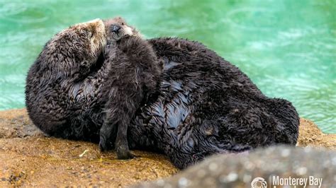 Watch Sea Otter Gives Birth At Monterey Bay Aquarium