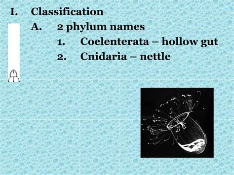 Ppt Phylum Coelenterata Phylum Cnidaria Powerpoint Presentation