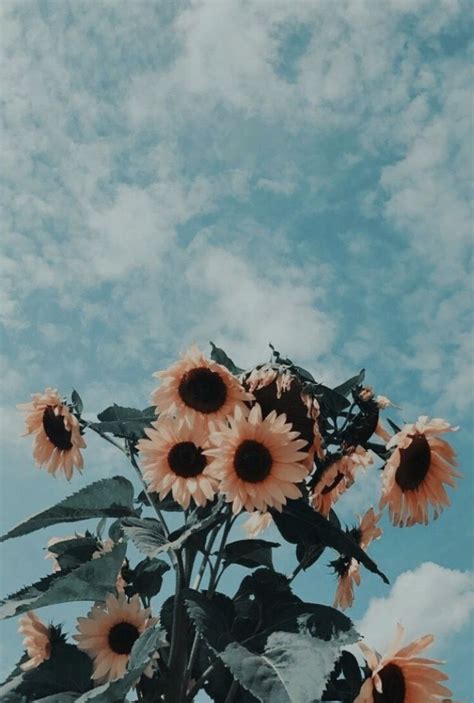 Photography Vintage Soft Pastel Boy Aesthetic Sunflower Viral And Trend