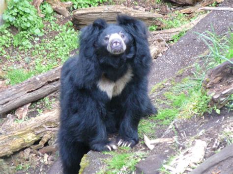 Lowland Eastern Gorilla Vs Male Sloth Bear Animal Vs Animal