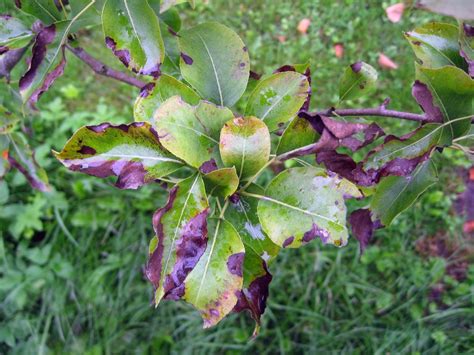 Check spelling or type a new query. Pear Fire Blight » Tips on Identification & Control