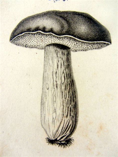 Antique Original French Mushrooms Print Vintage 1859 Etsy Oddities