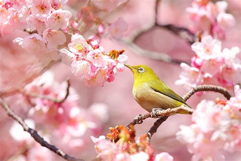 Bird Spring Sakura White Eyed Hd Wallpaper Wallpaperbetter