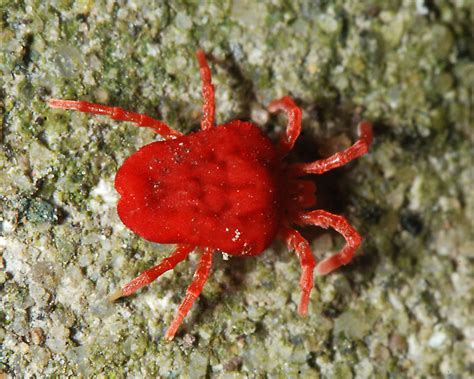 Aphid blog - January 2015: Mites parasitizing aphids