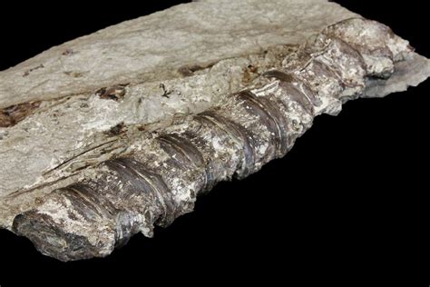 7" String Of Cretaceous Fossil Fish Vertebrae - Kansas For Sale