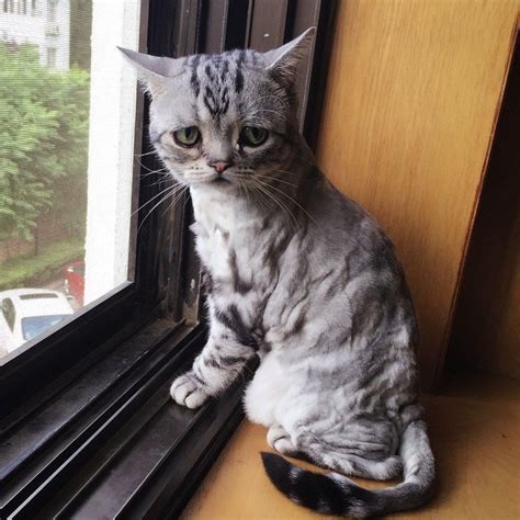 Perpetually Sad Looking Kitty Is Very Very Cute Boing Boing