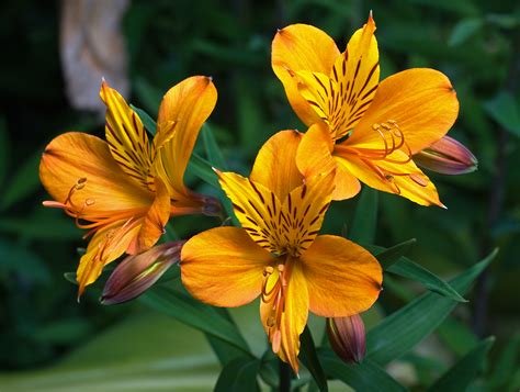 These assertive blooms look like they're just bursting with excitement, which may be why they signify pride. Alstroemeria - Wikipedia