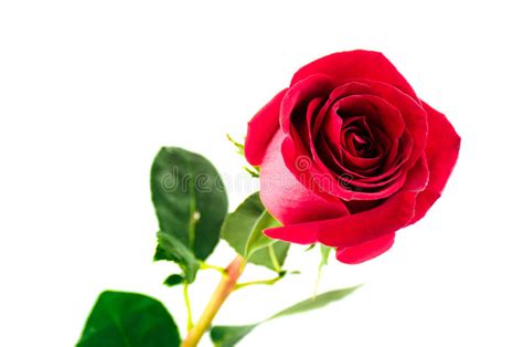 Single Beautiful Red Rose Stock Photo Image Of Flower 45332750