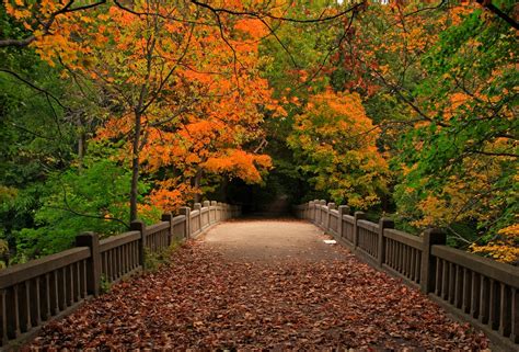 Hd Wallpaper Leaves Park Trees Forest Autumn Walk Nature View Fall
