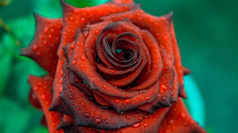 Download Wallpaper 1920x1080 Rose Drops Red Bud Petals Full Hd