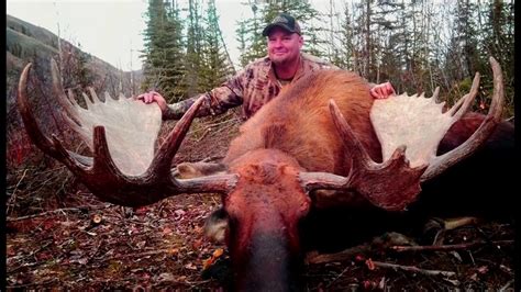 Alaska Moose At 250 Yards Kill Shot Youtube