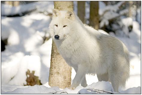 Polarwolf Foto And Bild Tiere Natur Bilder Auf Fotocommunity