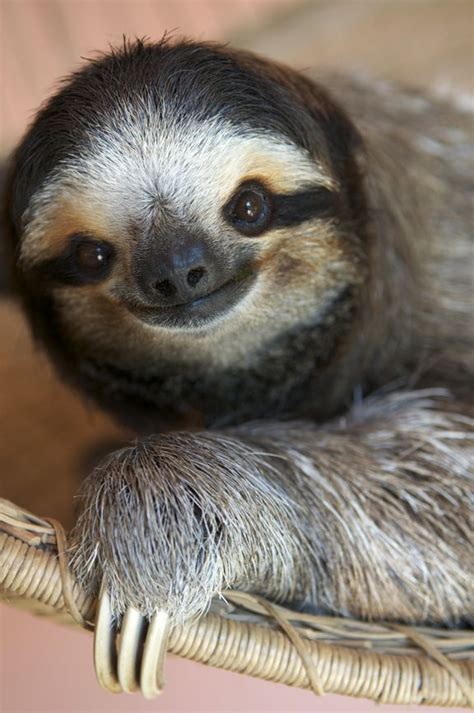 Buttercup The Sloth From Aviarios Sloth Sanctuary Costa Rica
