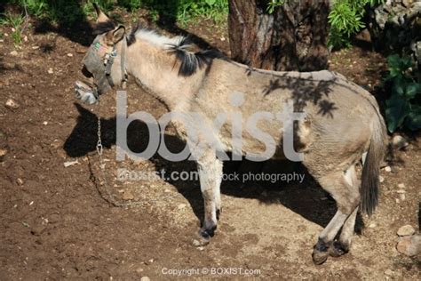 Brown Mule In Farm Stock Photography