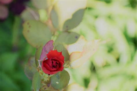 The Single Rose Bud Stock Photo Image Of Small Single 96447778