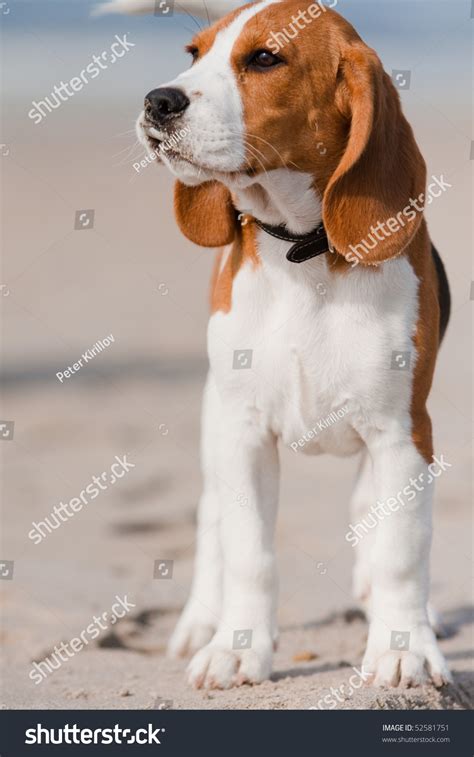 Small Dog Beagle Puppy Walking On The Beach Stock Photo 52581751