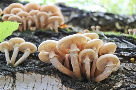 Honey Fungus Armillaria Mellea Grows On Old Felled Birch Trees A Group