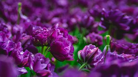 Purple Tulip Buds With Fresh Green Leaves In Soft Light On Blur