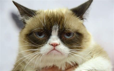 Grumpy Cat Le Chat Grincheux Qui Vaut De Lor