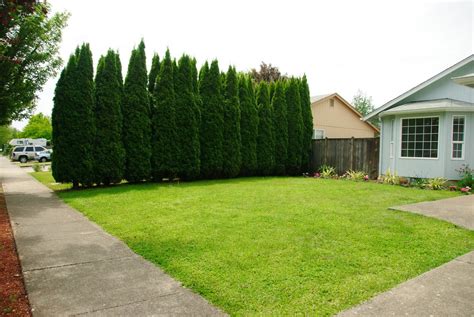 Protect Your Privacy With These Five Evergreen Trees Dengarden
