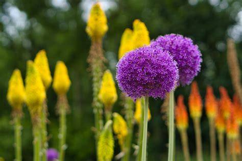 Fourteen Breathtaking Alliums For Your Garden Blog Embassy