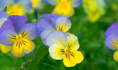 3809 Pansy Flower Close Up Stock Photos Free And Royalty Free Stock