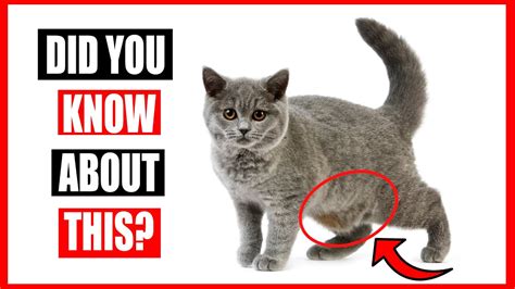 Why Do Cats Have Saggy Bellies And Is My Cat Fat Primordial Pouch In Cats Youtube