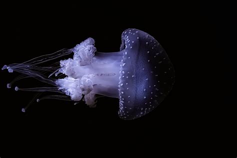 Jellyfish Lisbon Oceanarium By Dboardman Ephotozine
