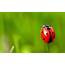 Ladybugs Wallpaper  1680x1050 58664