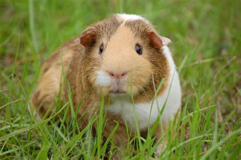 Are Guinea Pigs Good House Dogs