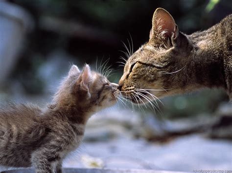 Picture Of A Mother Cat Tenderly Rubbing Noses With Her Baby Kitten Raww