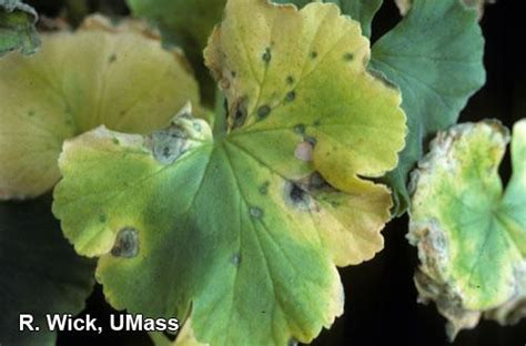 Geranium Bacterial Leaf Spot Pseudomonas Syringae Umass Center