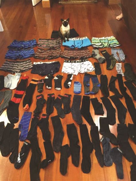 Strange Fetish This Cat Is Thieving Men S Underwear Garments Born Of Web