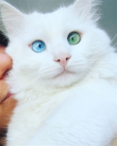Ce chat blanc comme neige a des yeux hypnotiques de différentes