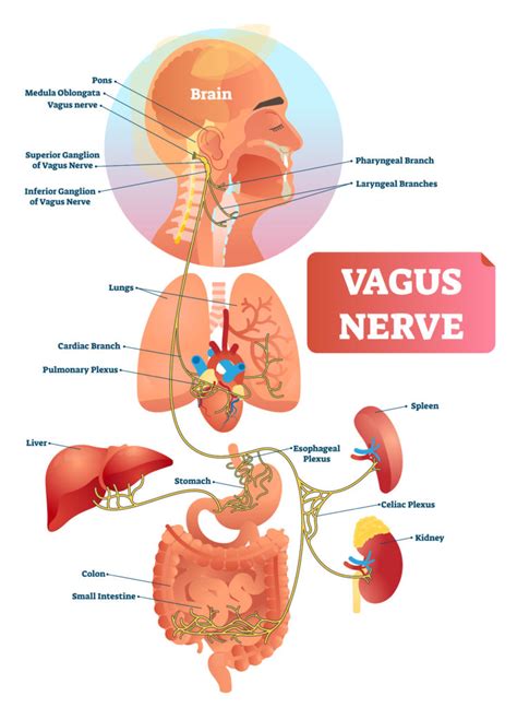 Vagus Nerve Anatomy Origin Course And Branches