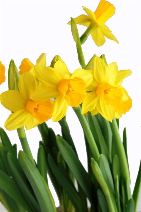 Cerchi mazzi di fiori nelle attività operanti nel settore onoranze funebri a trento? Narciso | Fiore narciso, Fiori gialli e Fiori