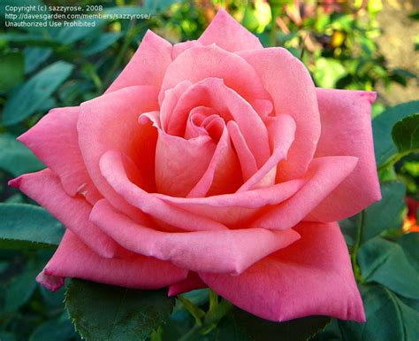 Plantfiles Pictures Hybrid Tea Rose Folklore Rosa By Serenasyh