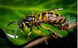 Pictures of Wasp Insect