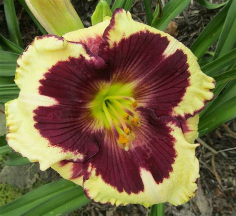 Daylily Lucky Lucy