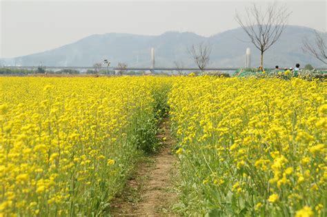 We danced in korean hanboks, strolled under the. Fun & Free Daegu Travel: Spring Scenery of Yellow Canola ...