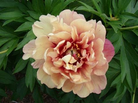Berry Garcia Itoh Peony Plant Library Pahls Market