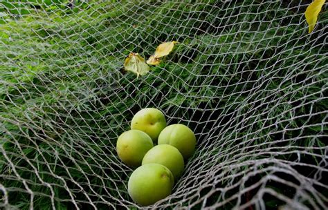 Avigard hex mesh fruit tree bird net protects cherries, apples, figs, pears, plums, persimmons, kiwi these knitted super premium grade nets are soft on fruit but tough to resist tearing and will last for up. time to get picking - umeboshi 2013