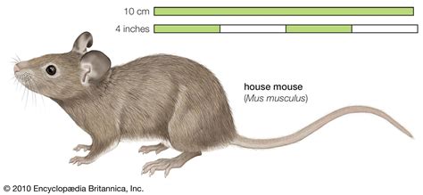 House Mouse Behavior Habitat And Diet Britannica