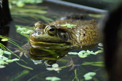 Frog Vancouver Aquarium Tjflex2 Flickr