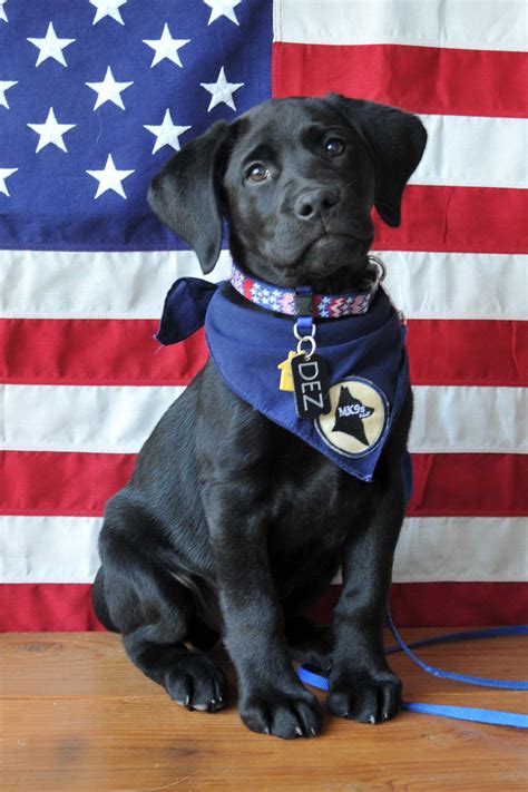 Service Dogs For Veterans Mk9s Service Dogs