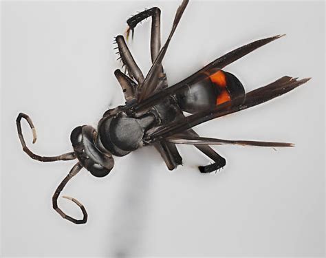 Black Wasp With Red Spots Anoplius Carolinus Bugguidenet